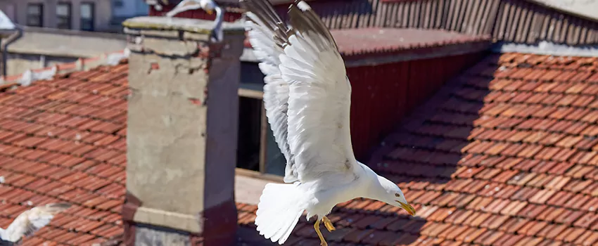 Residential Chimney Animal Removal Solution in Macomb, IL